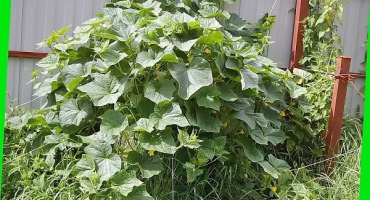 Popis odrůdy okurky oblíbené maminky, vlastnosti pěstování a péče